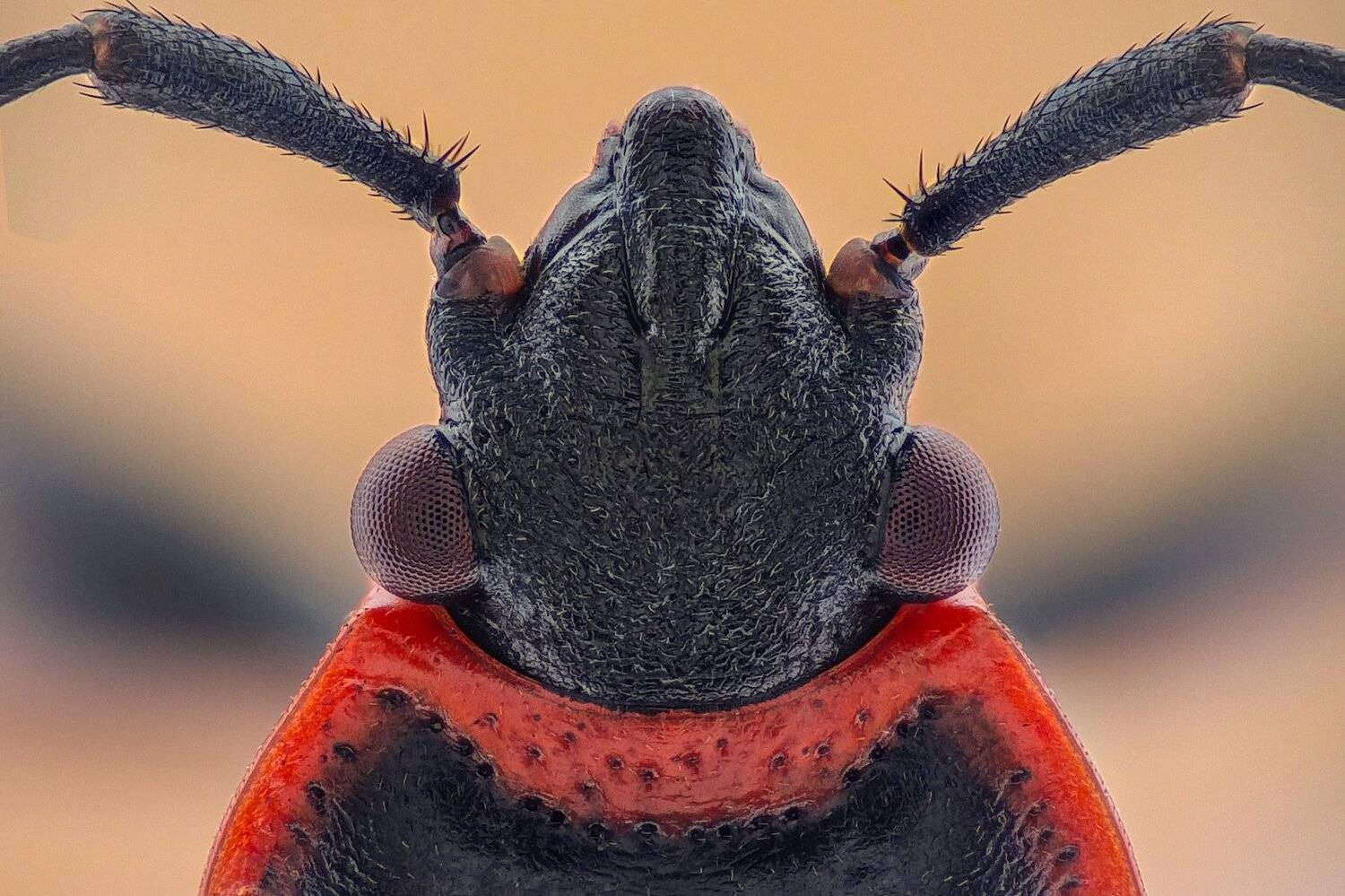 ceclii, macro, extrememacro, Tsvetan Ganev