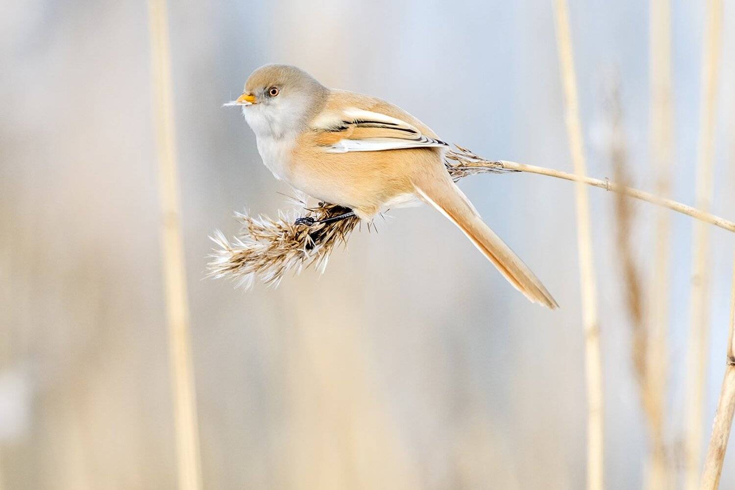, Александр Абросимов