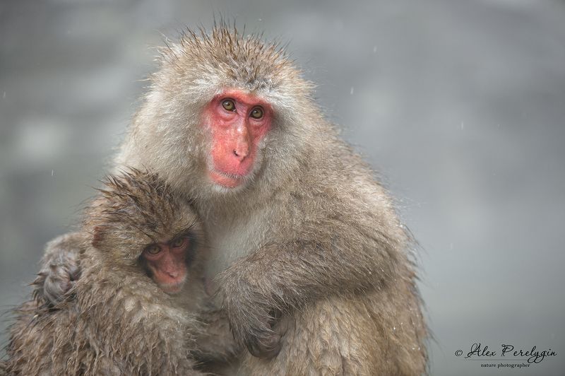 Snow Monkey фото превью