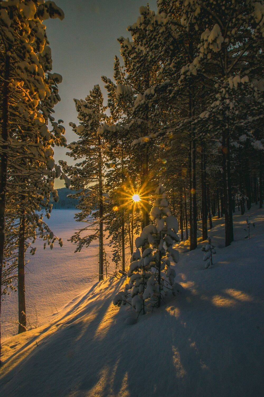 пейзаж, природа, закат, солнце, свет, лес, деревья, север, сугробы, снег, сосны, река, Салтыкова Алёна