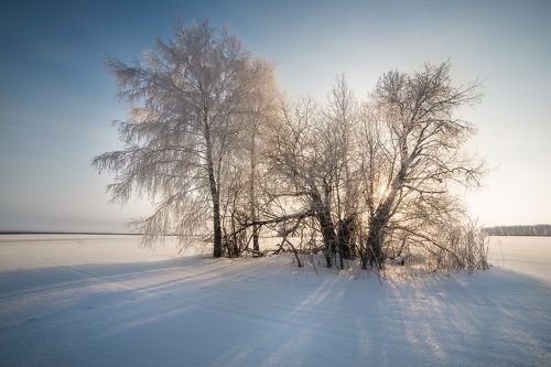 Иней в Полесье
