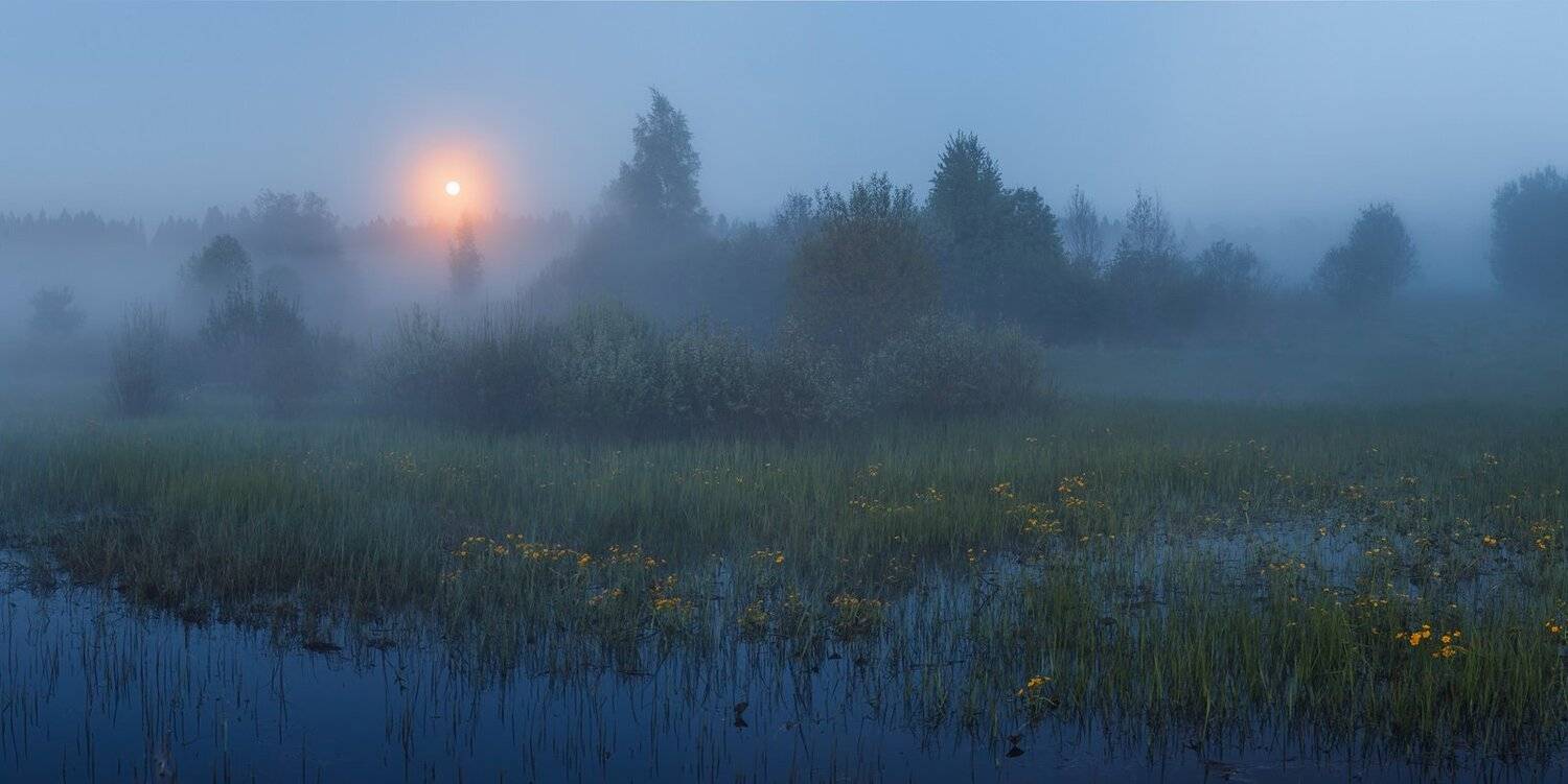 ленинградская область, ленобласть, болото, калужница, туман, Арсений Кашкаров