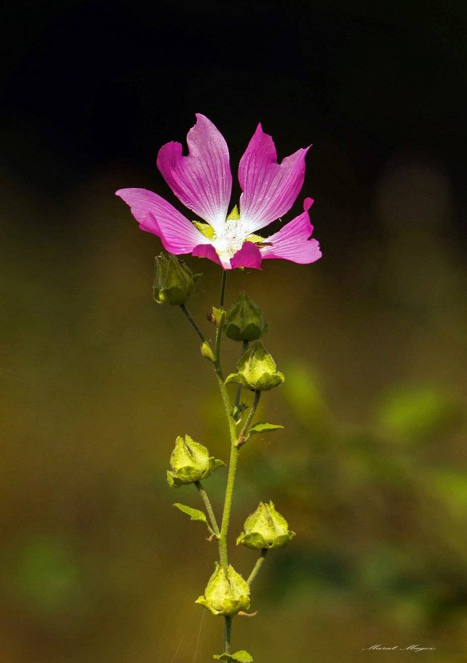 цветок,цветы,флора., Marat Magov