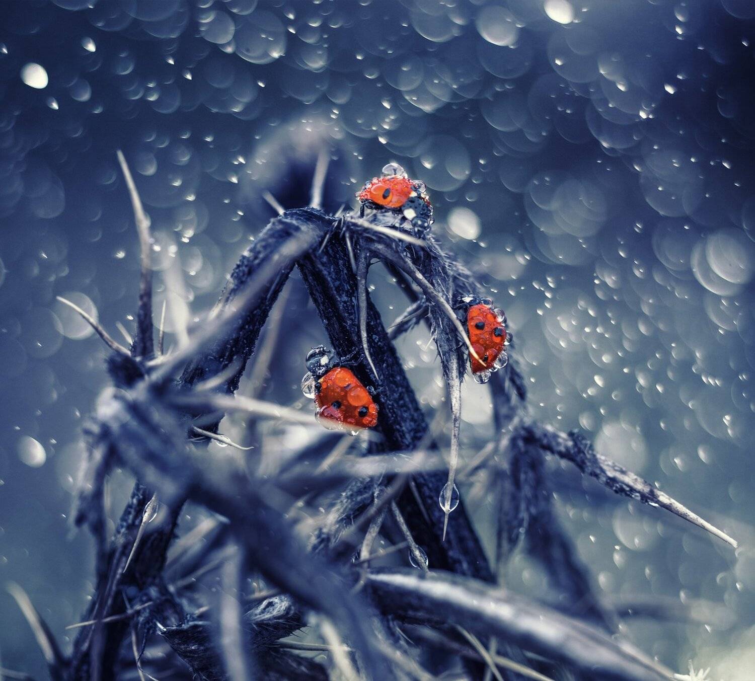 , Костадин Маджаров