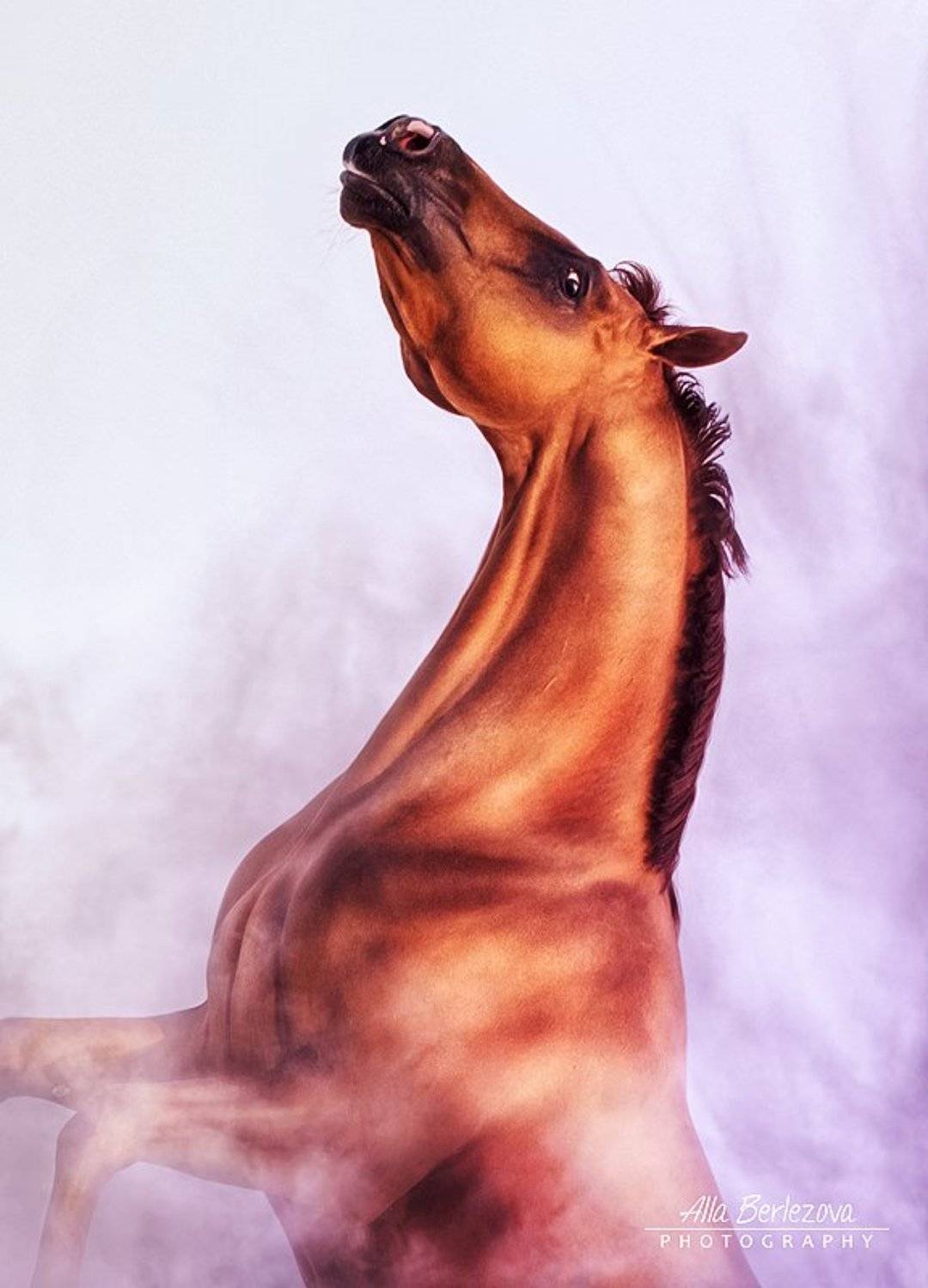 лошадь, портрет, horse, portrait, Alla