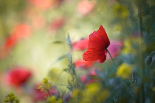 United Colors of June