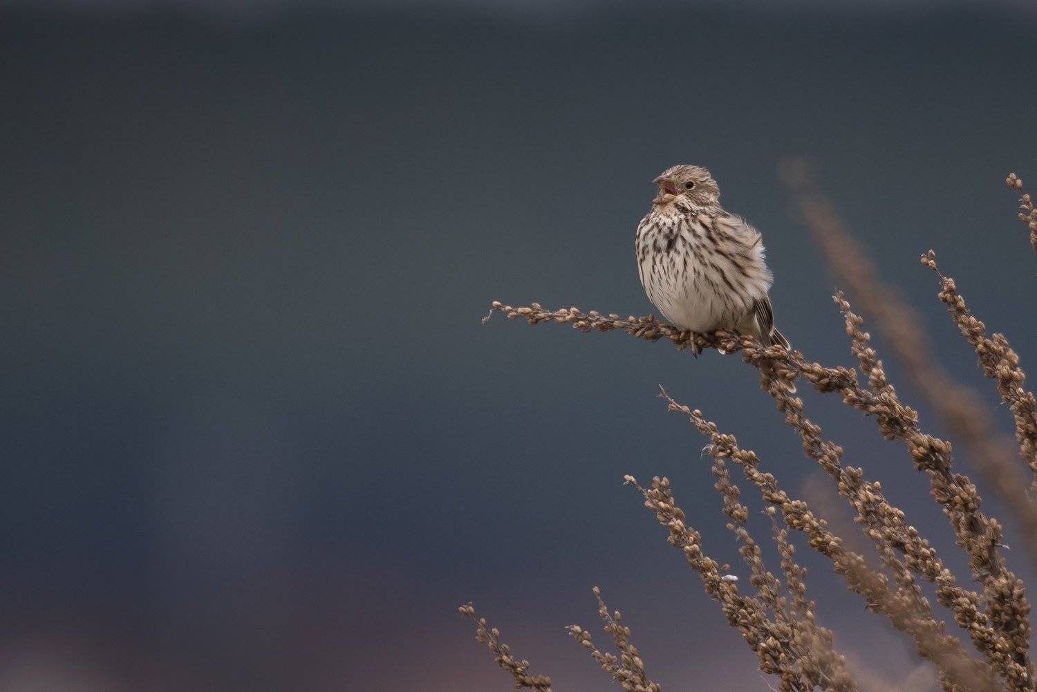 , Мартин Попов