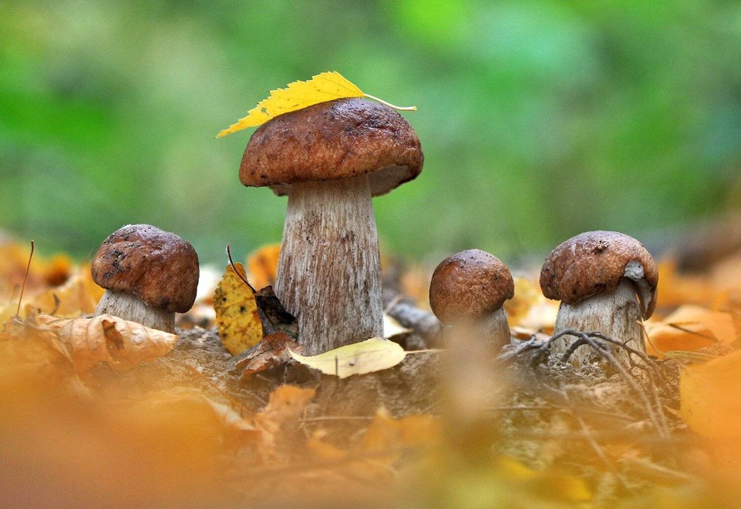 , Макеев Алексей