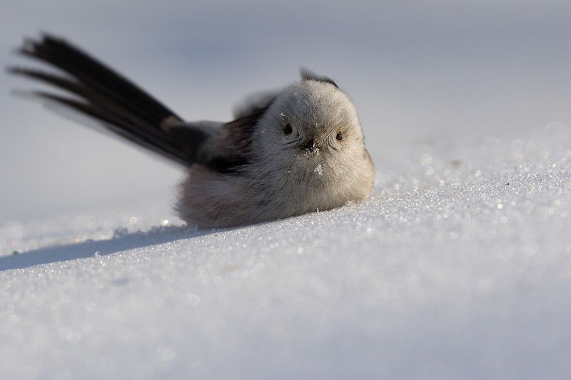 Ополоши  фото превью
