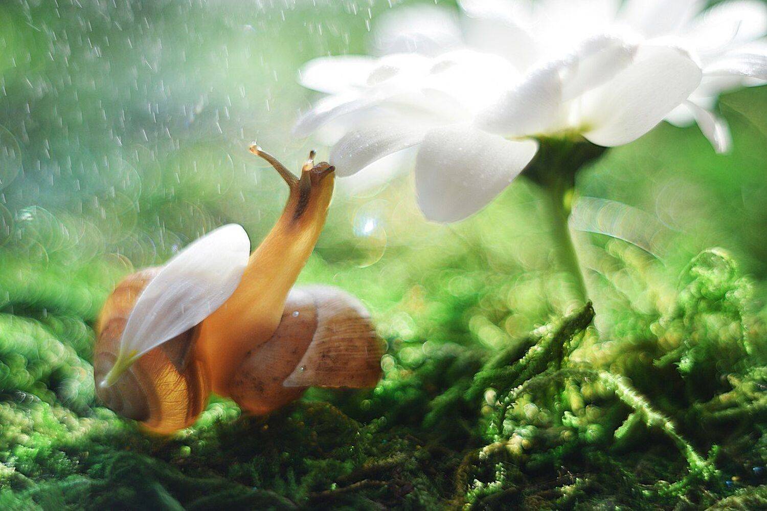 , Лапшина Владлена