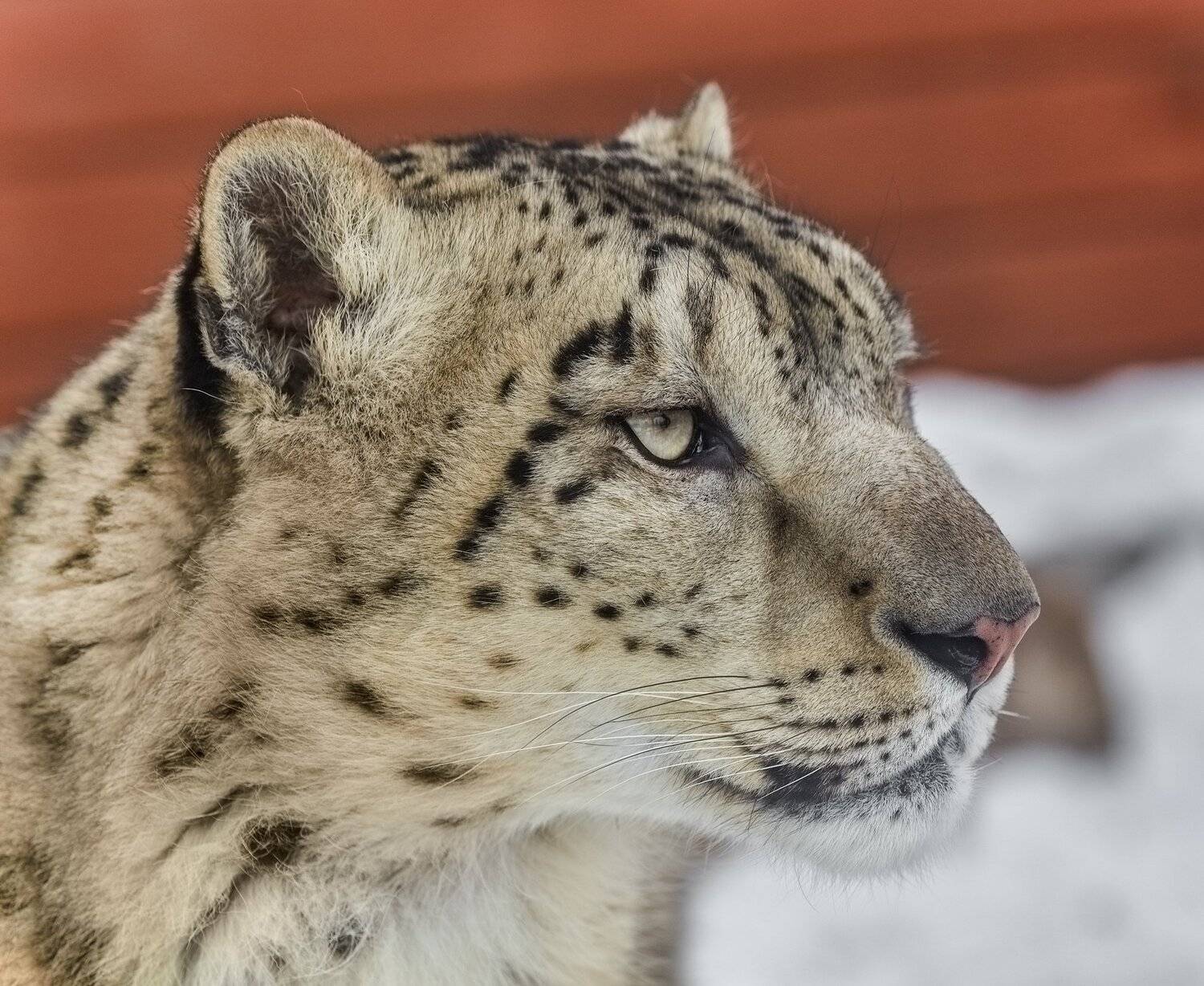 снежный барс, Олег Богданов