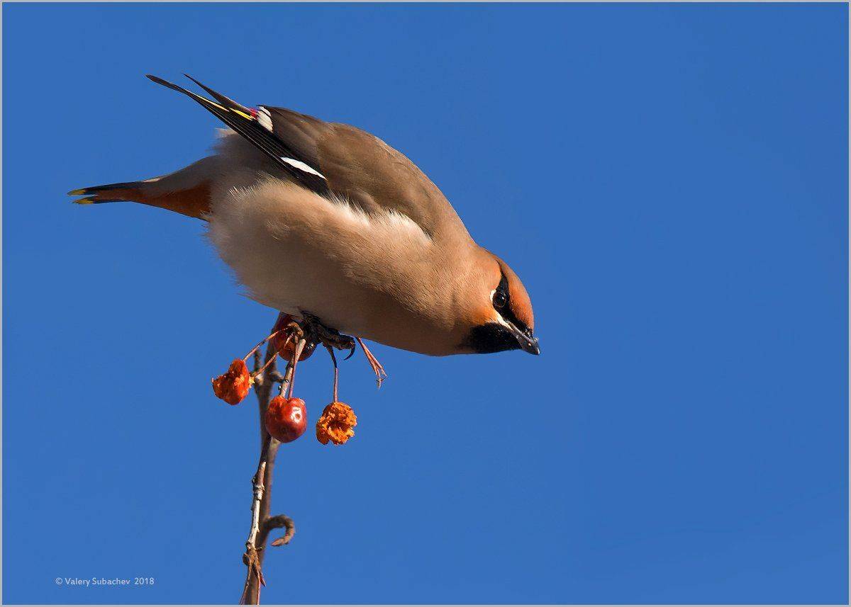 , Валерий Субачев