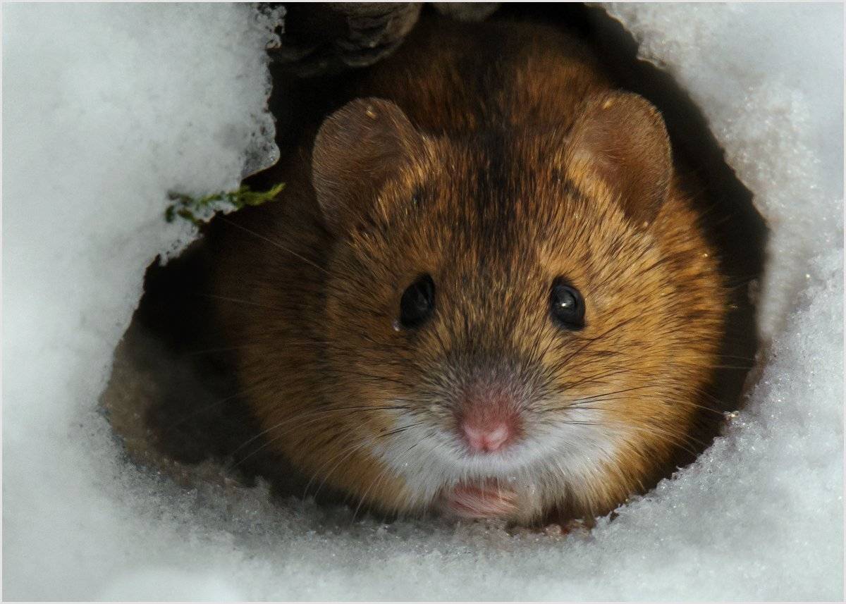 , Валерий Субачев