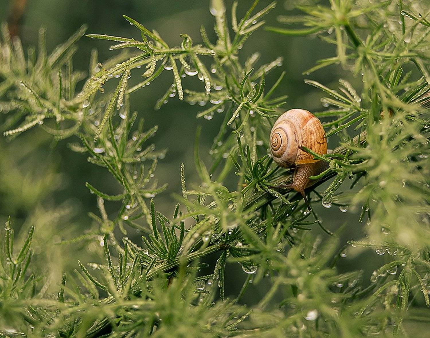 , Елена Вапняр