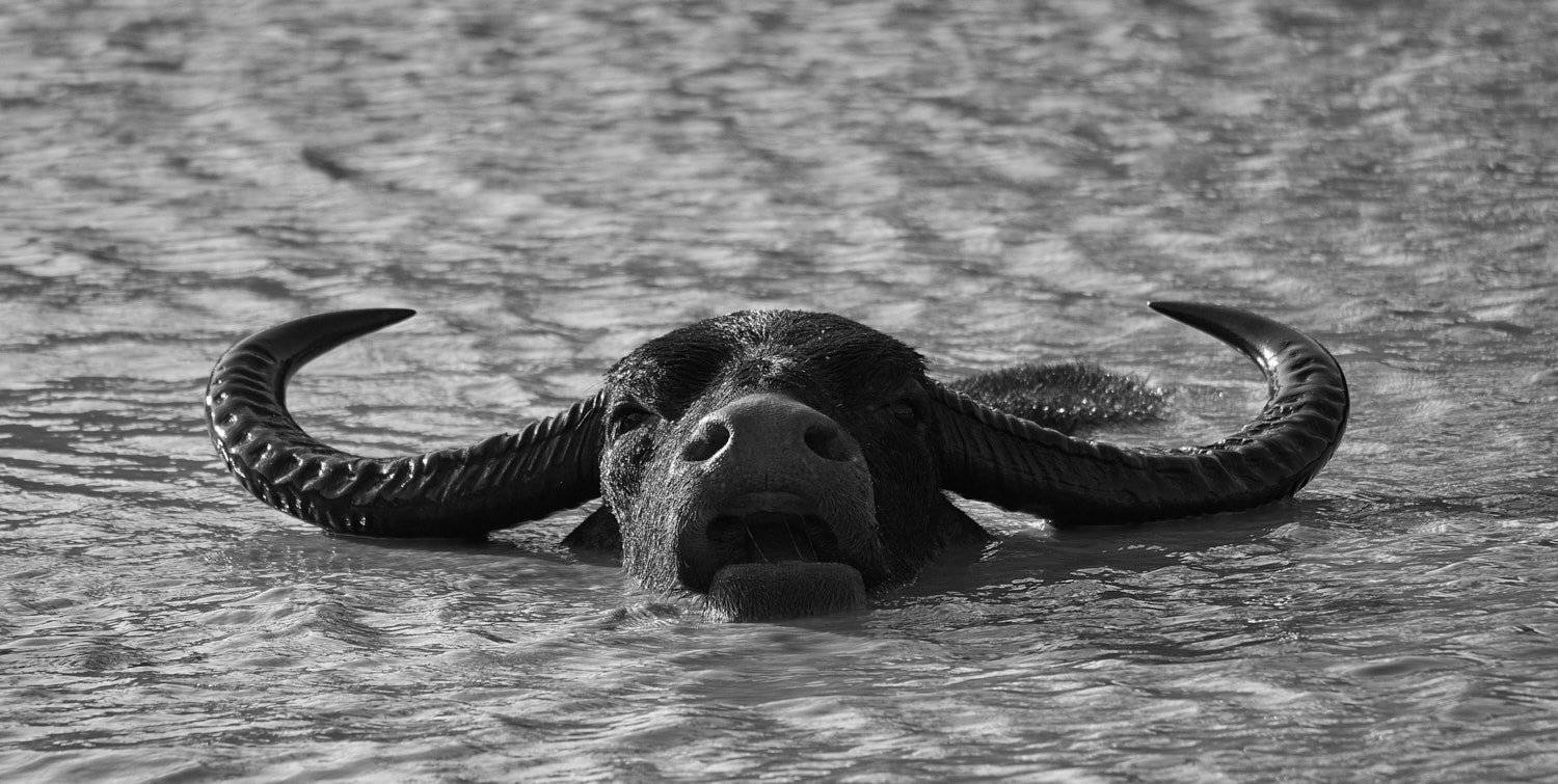 , Роман Штейнбрехер