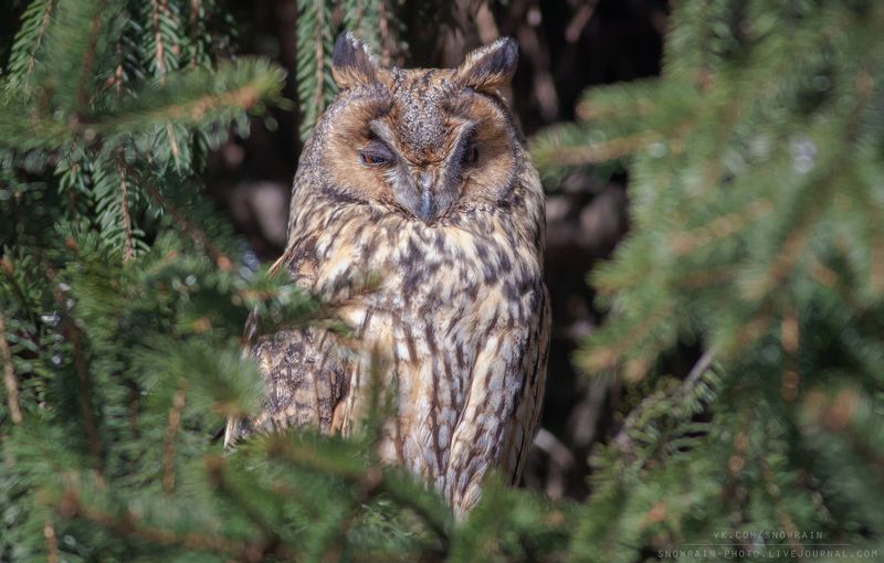 owl, wildlife, wildlife photography, анималистика, сова, ушастая сова, фотоохота, birds, nature Ушастая сова фото превью