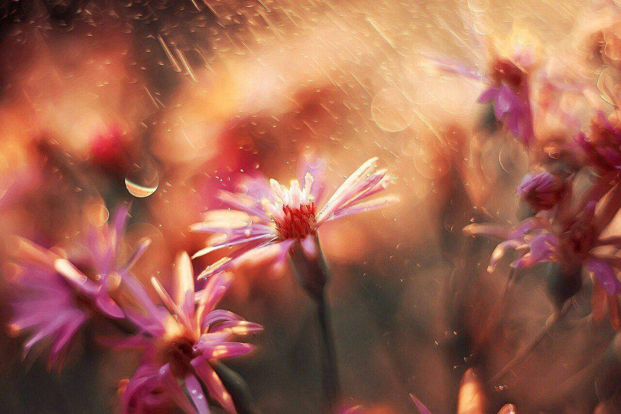 , Анастасия Колесникова