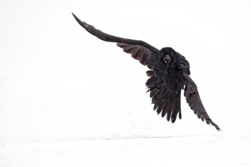 черный ворон