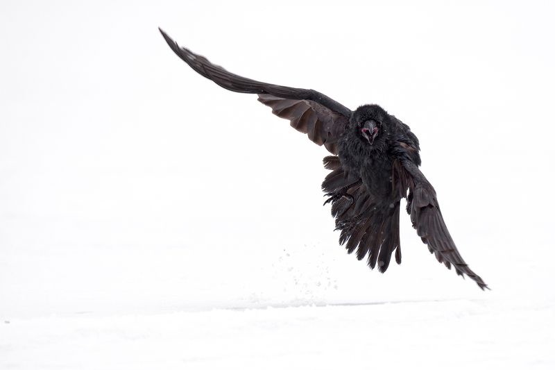 raven, черный ворон черный ворон фото превью