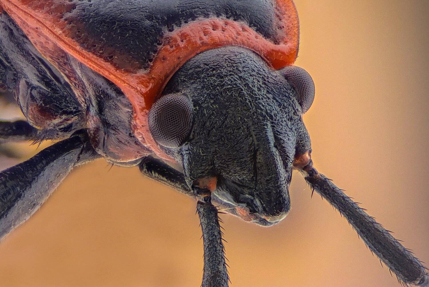 ceclii, macro, extrememacro, Tsvetan Ganev