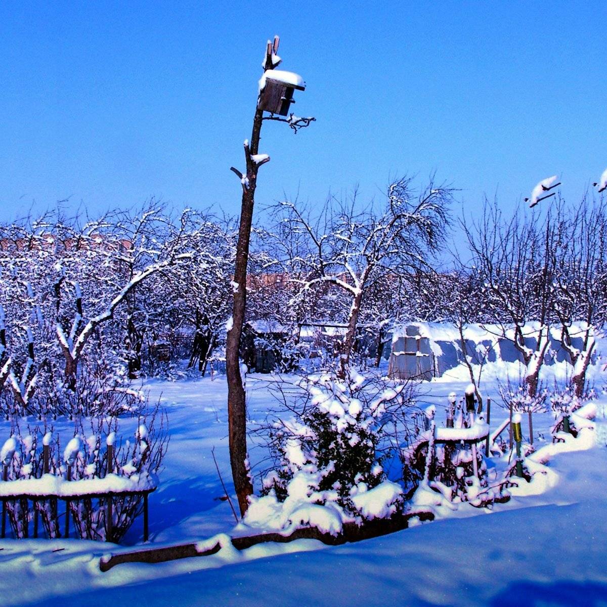 природа, зима, Rimantas Petrikas