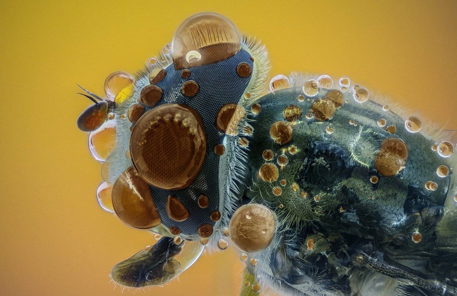 ceclii, macro, extrememacro, Tsvetan Ganev