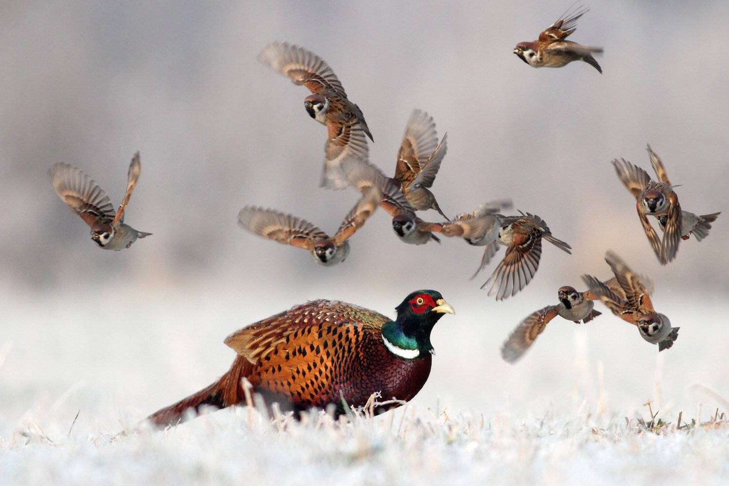 pheasant, tree sparrow, birds, snow, winter, cold, Adam Fichna