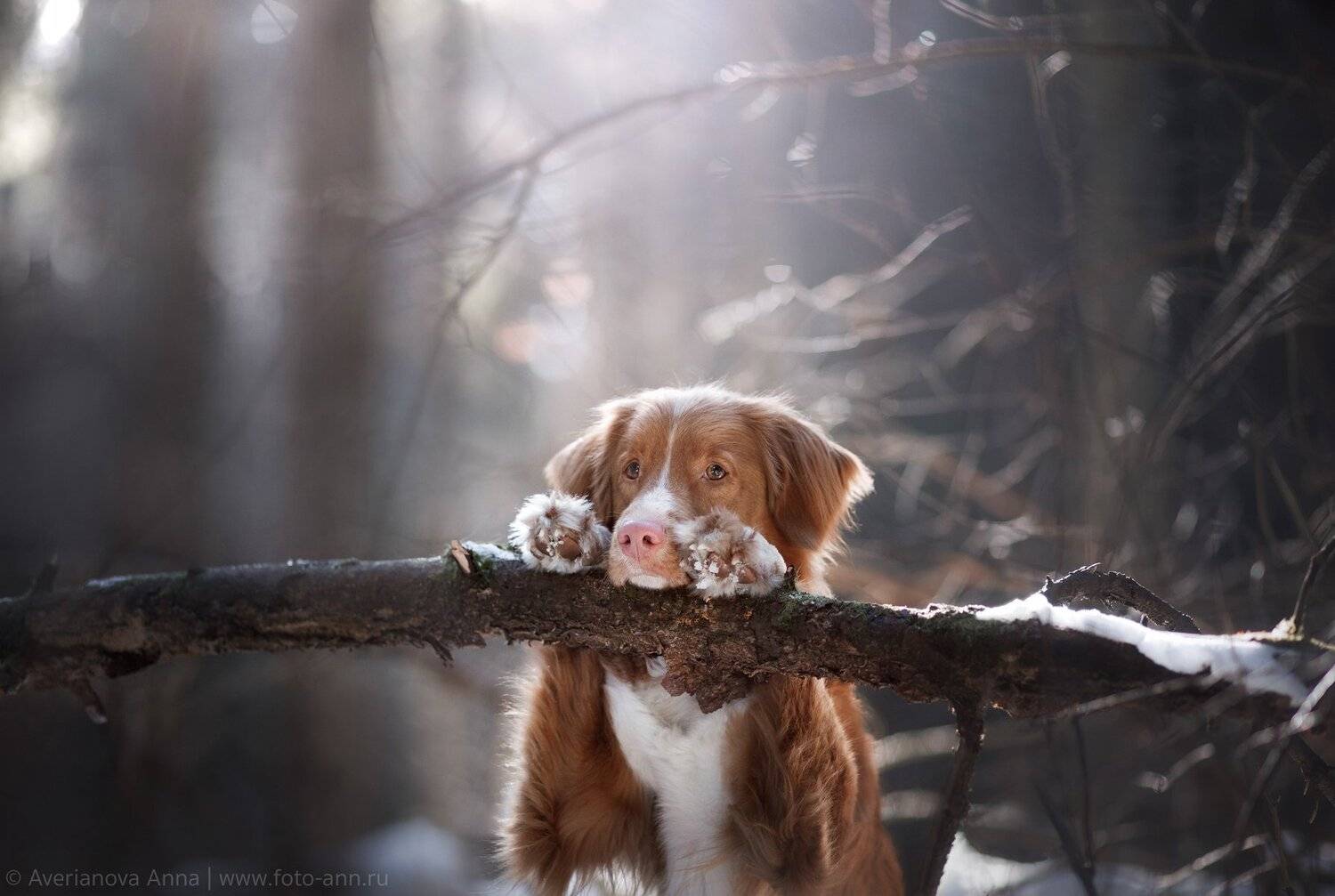 собака, природа, лес, Анна Аверьянова