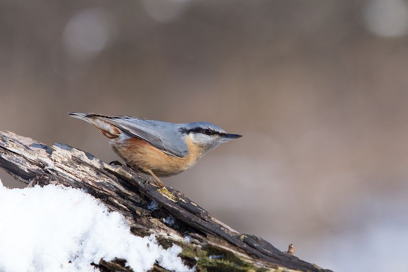 Весной зима :) фото превью