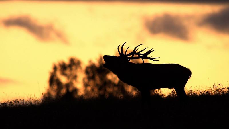 Рёв на закате фото превью