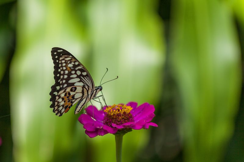Завтрак фото превью