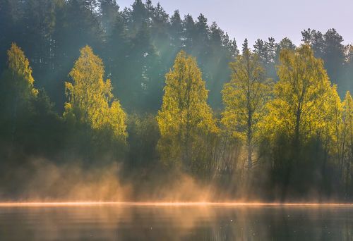 Весенняя листва берёз