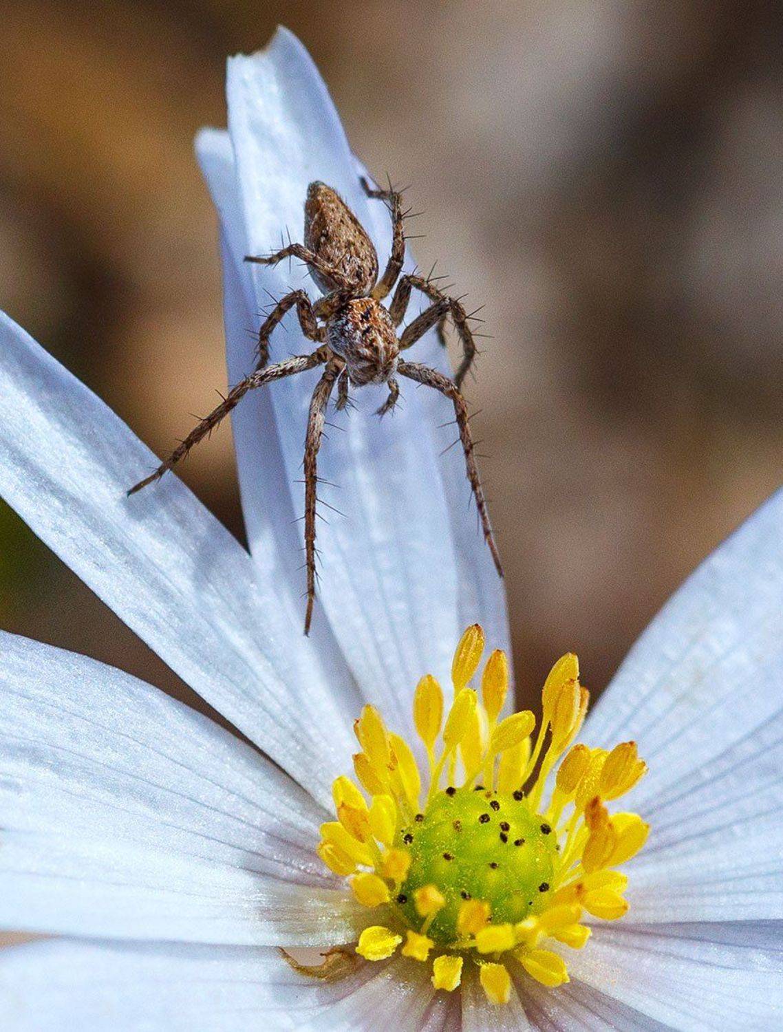 , Владимир Сковородников