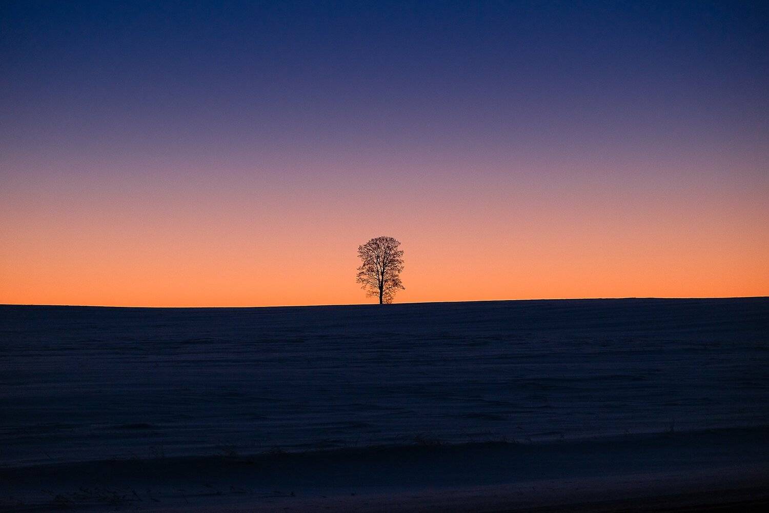 зима. рассвет. одинокое дерево, Максимова Людмила