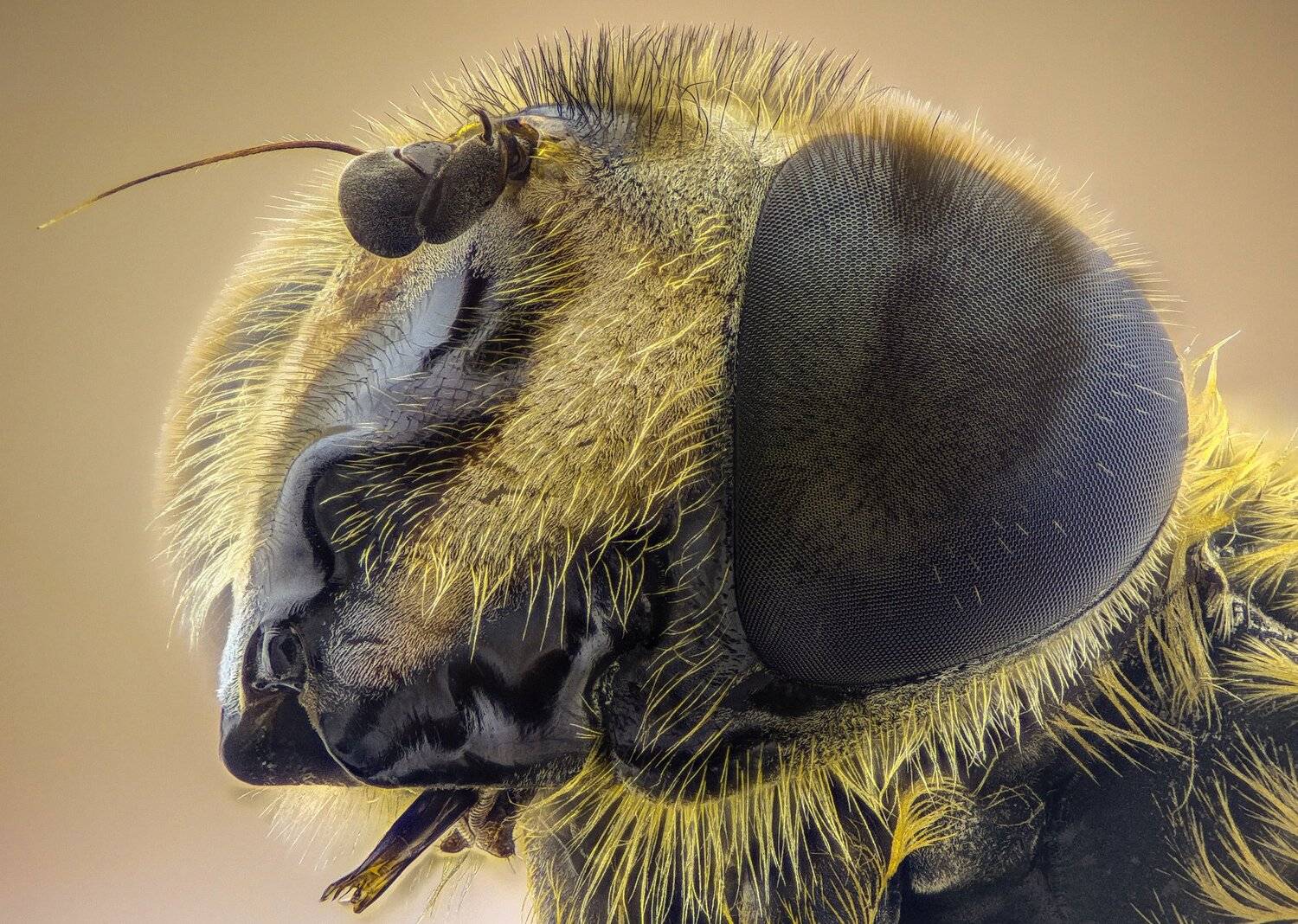 ceclii, macro, extrememacro, Tsvetan Ganev