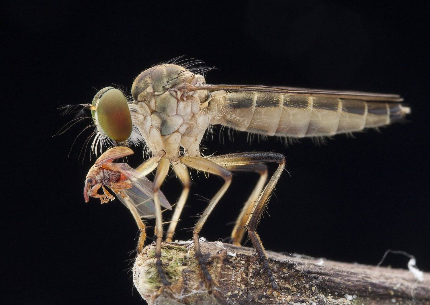 #macro#robberfly#prey#colors, Choo How Lim