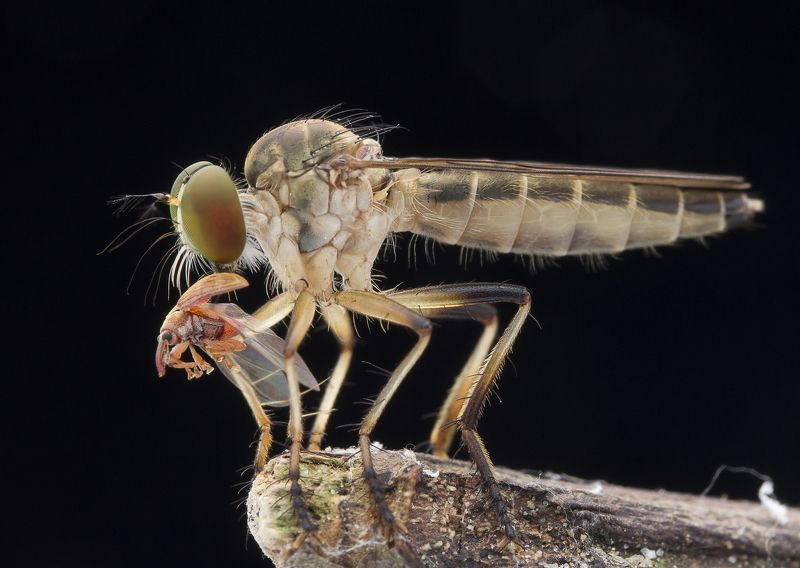 #macro#robberfly#prey#colors Robber Fly With Prey 180320A фото превью