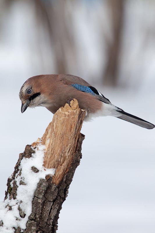 Сойка фото превью