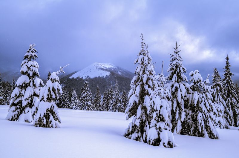 карпаты, горганы, зима, снег *** фото превью