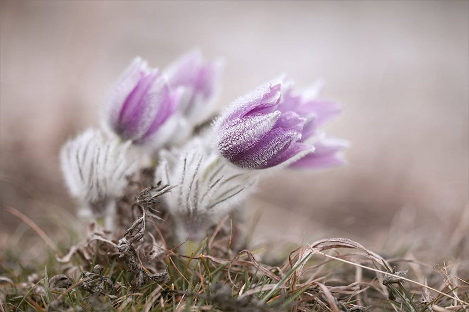 , Наталья Ова