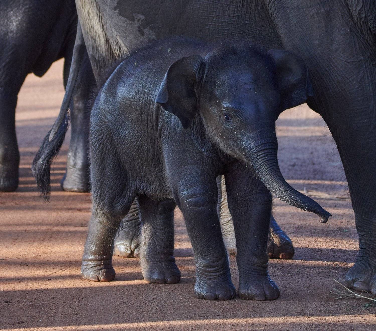 , Роман Штейнбрехер