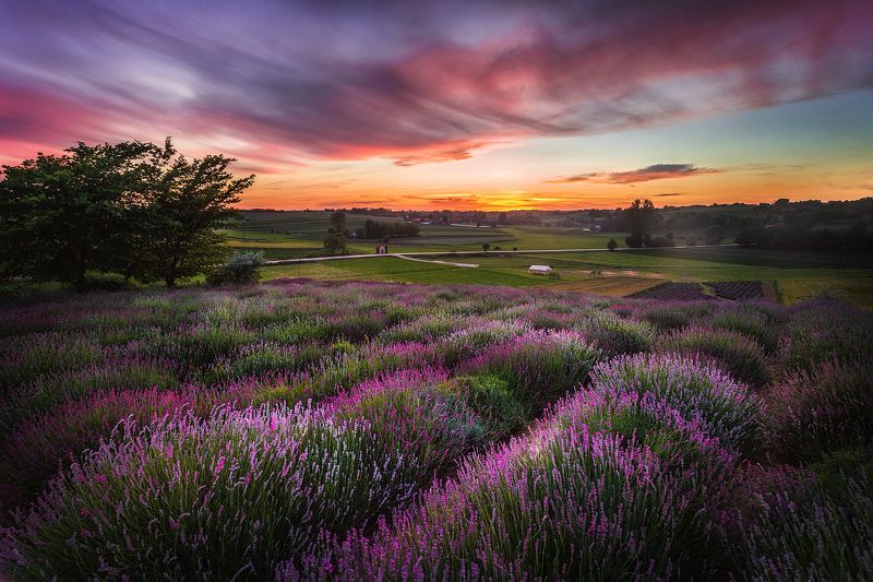 field, lavender, sunset, sunrise, Poland, bushes, Poland, garden,  Lavender field фото превью