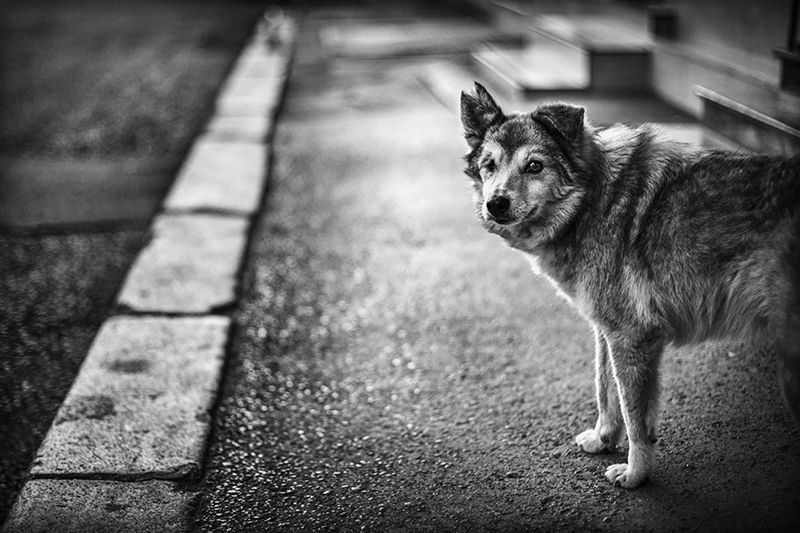 собака, dog, bw, чб Собачья жизнь фото превью