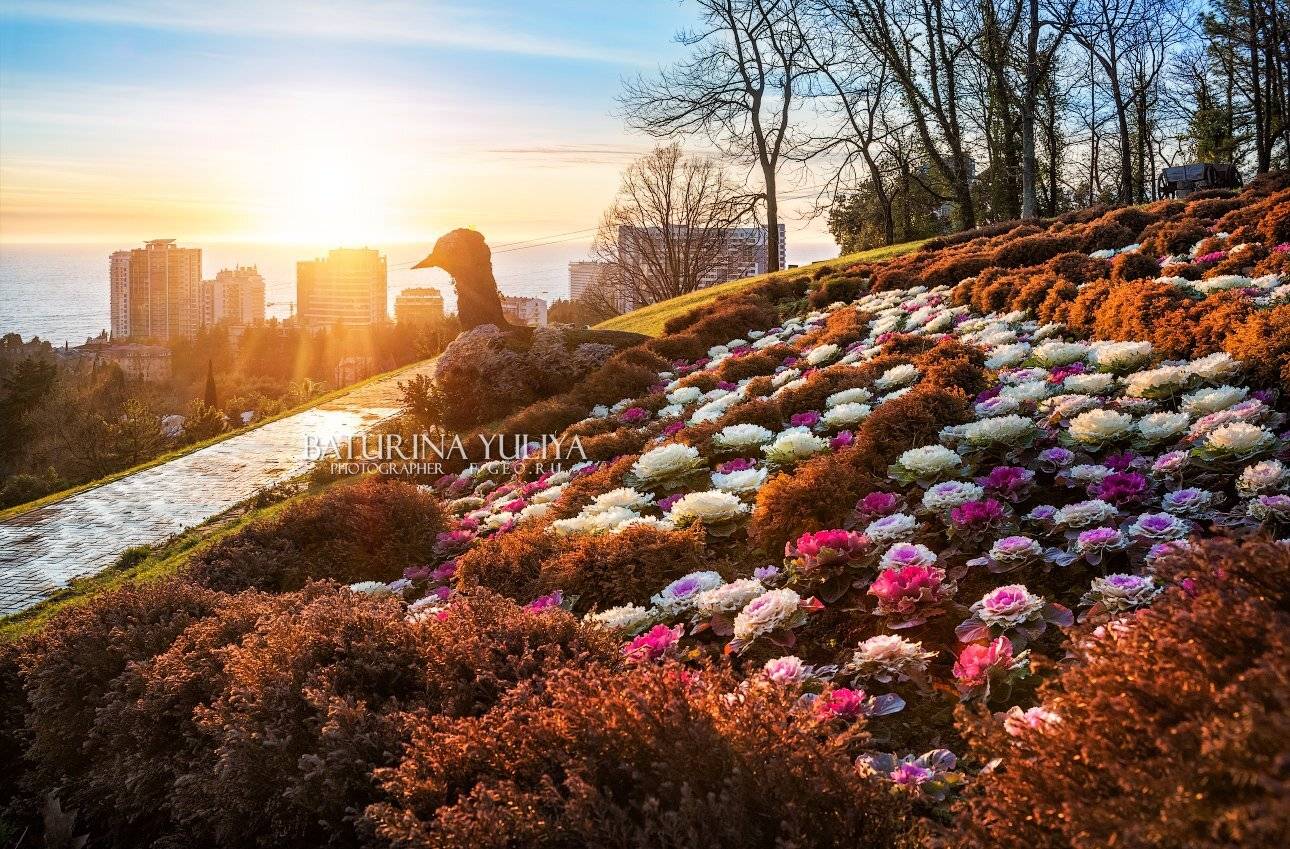 сочи, павлин, дендрарий, Юлия Батурина