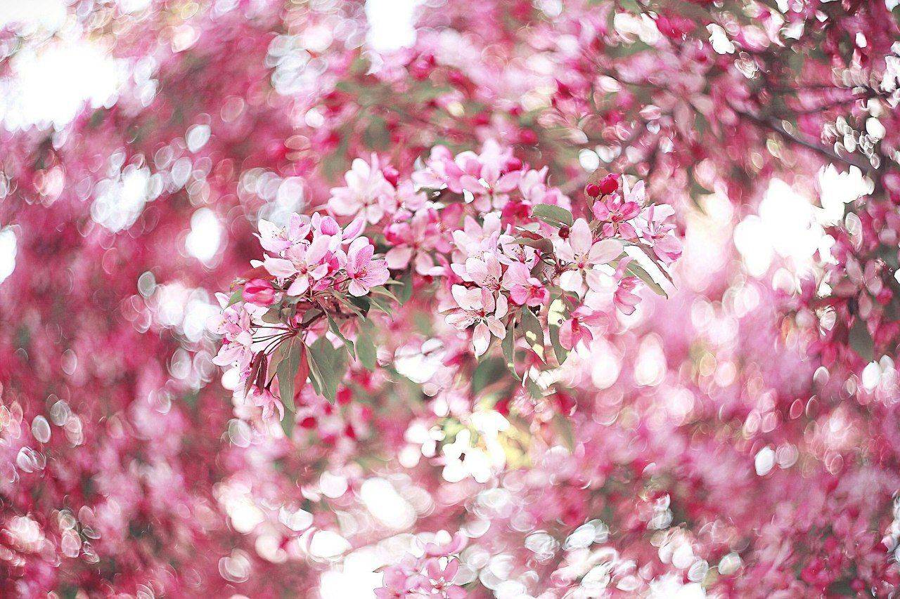 , Анастасия Колесникова