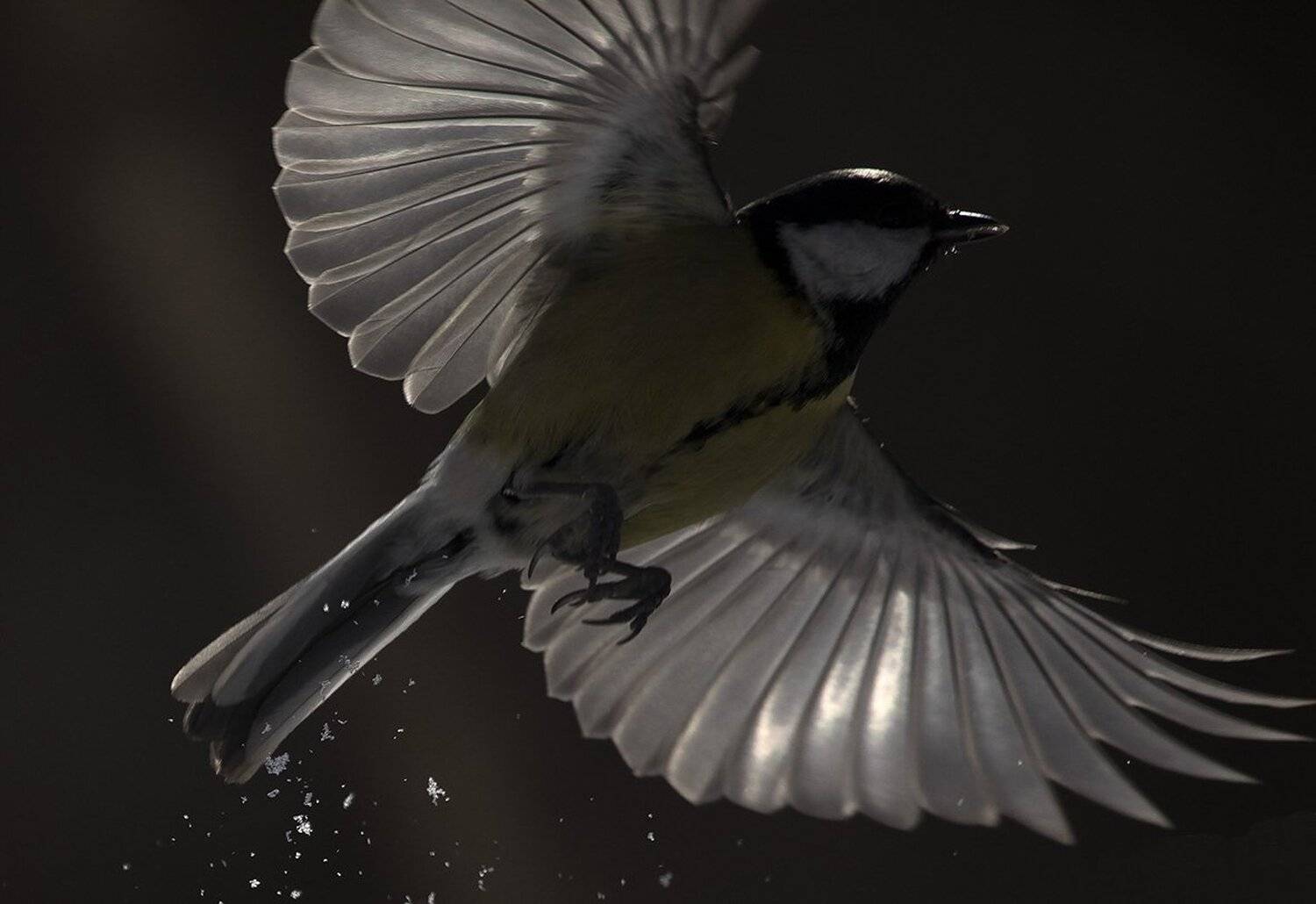 , Иваненко Светлана