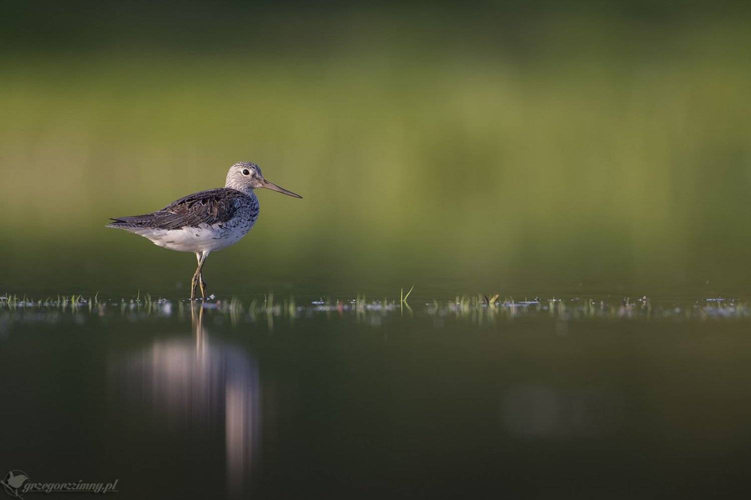 common greenshank, Grzegorz Zimny