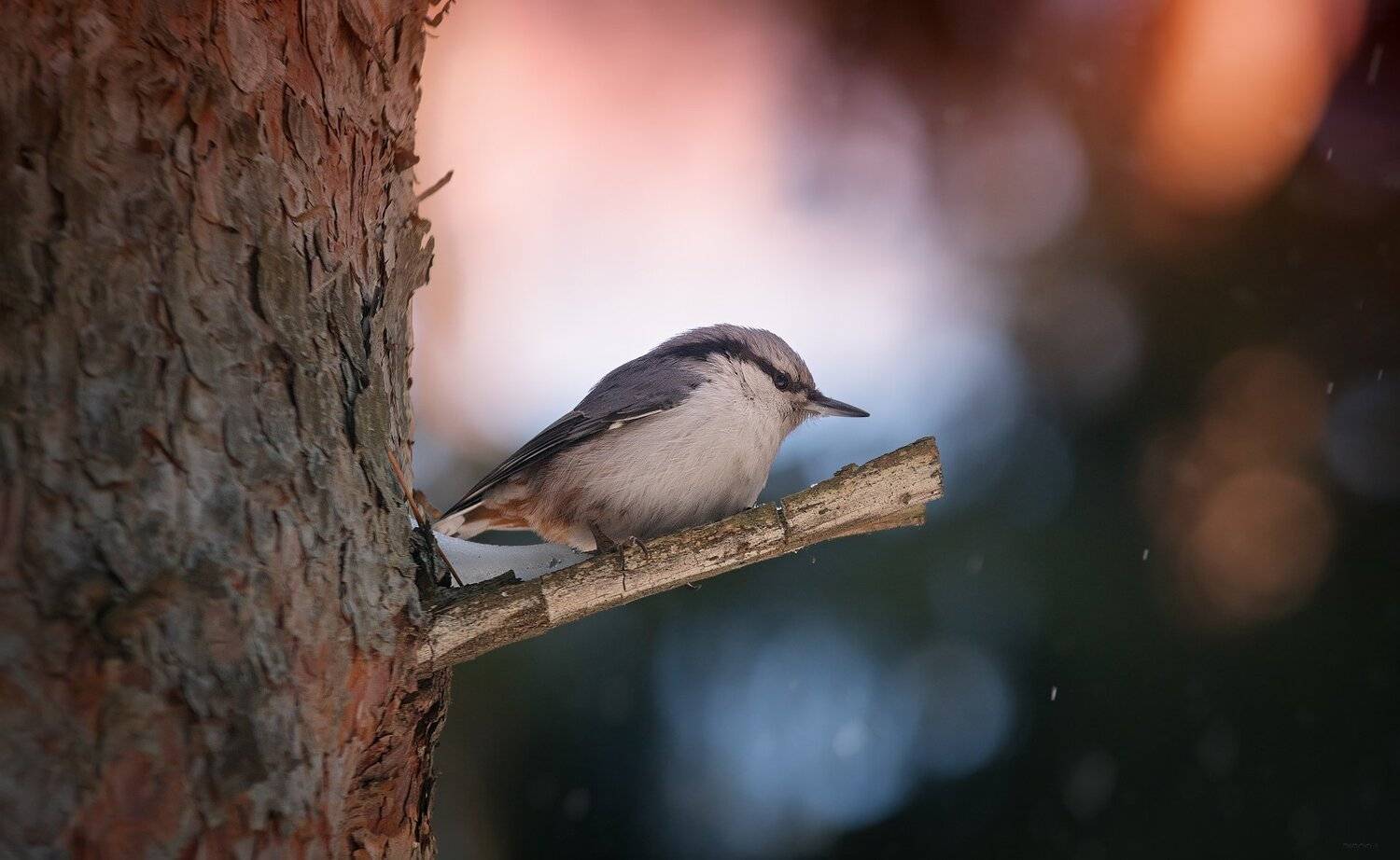природа, лес, животные, птицы, Дмитрий Посевич