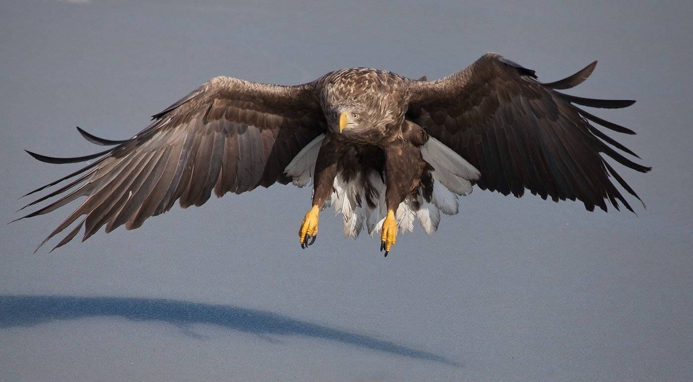 орлан белохвост владивосток, Евгений Слободской