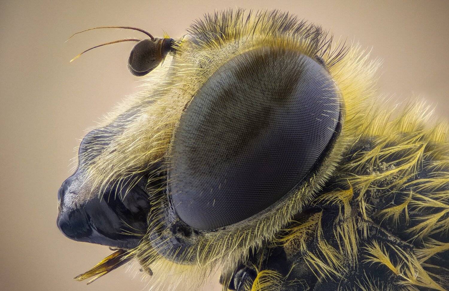 ceclii, macro, extrememacro, Tsvetan Ganev